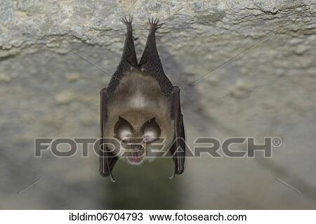 Lesser horseshoe bat (Rhinolophus hipposideros), hanging from the ceiling of the cave during hibernation, Thuringia, Germany, Europe View Large Photo Image Stock Image - Lesser horseshoe bat (Rhinolophus hipposideros), hanging from the ceiling of the cave during hibernation, Thuringia, Germany, Europe. Fotosearch