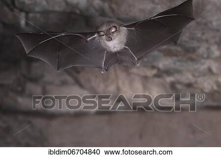 Stock Image - Lesser horseshoe bat (Rhinolophus hipposideros), in flight out of the cave, Thuringia, Germany, Europe. Fotosearch