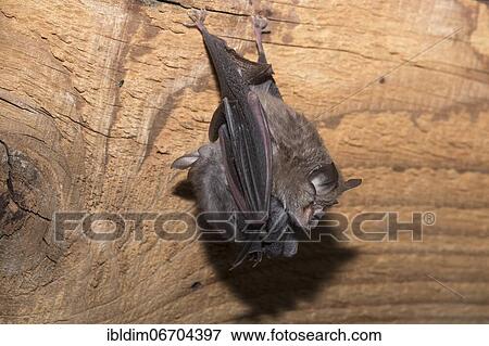 Lesser horseshoe bat (Rhinolophus hipposideros), female with young hanging on mother's belly, extremely endangered species in Central Europe, Thuringia, Germany, Europe View Large Photo Image Stock Photo - Lesser horseshoe bat (Rhinolophus hipposideros), female with young hanging on mother's belly, extremely endangered species in Central Europe, Thuringia, Germany, Europe. Fotosearch