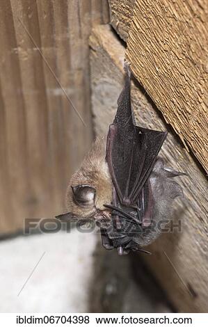 Stock Photo - Lesser horseshoe bat (Rhinolophus hipposideros), female with young hanging on mother's belly, extremely endangered species in Central Europe, Thuringia, Germany, Europe. Fotosearch
