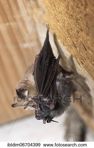 Lesser horseshoe bat (Rhinolophus hipposideros), female with young hanging on mother's belly, extremely endangered species in Central Europe, Thuringia, Germany, Europe View Large Photo Image Stock Photo - Lesser horseshoe bat (Rhinolophus hipposideros), female with young hanging on mother's belly, extremely endangered species in Central Europe, Thuringia, Germany, Europe. Fotosearch