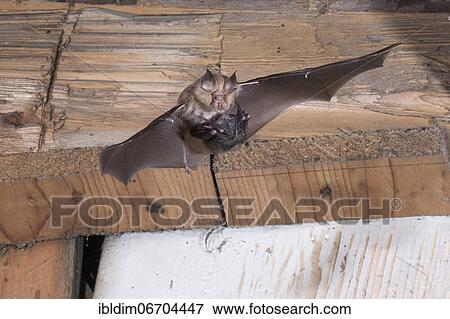 Lesser horseshoe bat (Rhinolophus hipposideros), female in flight with young hanging on mother's belly, extremely endangered species in Central Europe, Thuringia, Germany, Europe View Large Photo Image Stock Photo - Lesser horseshoe bat (Rhinolophus hipposideros), female in flight with young hanging on mother's belly, extremely endangered species in Central Europe, Thuringia, Germany, Europe. Fotosearch