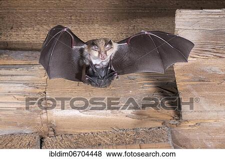 Lesser horseshoe bat (Rhinolophus hipposideros), female in flight with young hanging on mother's belly, extremely endangered species in Central Europe, Thuringia, Germany, Europe View Large Photo Image Stock Photo - Lesser horseshoe bat (Rhinolophus hipposideros), female in flight with young hanging on mother's belly, extremely endangered species in Central Europe, Thuringia, Germany, Europe. Fotosearch