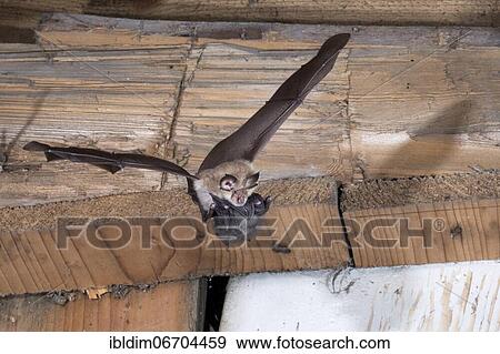 Lesser horseshoe bat (Rhinolophus hipposideros), female in flight with young hanging on mother's belly, extremely endangered species in Central Europe, Thuringia, Germany, Europe View Large Photo Image Stock Photo - Lesser horseshoe bat (Rhinolophus hipposideros), female in flight with young hanging on mother's belly, extremely endangered species in Central Europe, Thuringia, Germany, Europe. Fotosearch