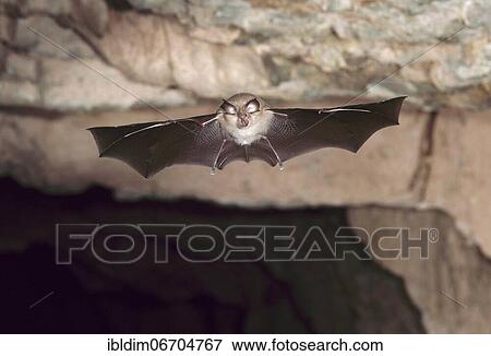 Lesser horseshoe bat (Rhinolophus hipposideros), in flight out of the cave, Thuringia, Germany, Europe View Large Photo Image Stock Photo - Lesser horseshoe bat (Rhinolophus hipposideros), in flight out of the cave, Thuringia, Germany, Europe. Fotosearch
