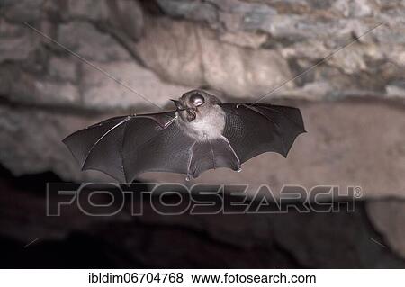 Lesser horseshoe bat (Rhinolophus hipposideros), in flight out of the cave, Thuringia, Germany, Europe View Large Photo Image Stock Photo - Lesser horseshoe bat (Rhinolophus hipposideros), in flight out of the cave, Thuringia, Germany, Europe. Fotosearch