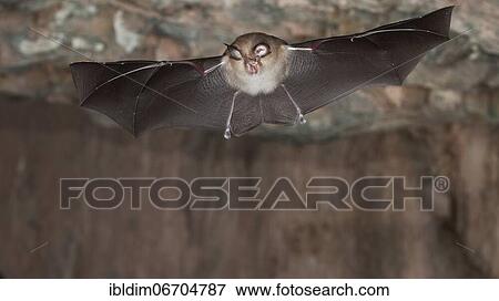 Lesser horseshoe bat (Rhinolophus hipposideros), in flight out of the cave, Thuringia, Germany, Europe View Large Photo Image Stock Photo - Lesser horseshoe bat (Rhinolophus hipposideros), in flight out of the cave, Thuringia, Germany, Europe. Fotosearch