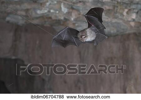 Stock Photo - Lesser horseshoe bat (Rhinolophus hipposideros), in flight out of the cave, Thuringia, Germany, Europe. Fotosearch