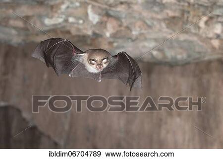 Lesser horseshoe bat (Rhinolophus hipposideros), in flight out of the cave, Thuringia, Germany, Europe View Large Photo Image Stock Photo - Lesser horseshoe bat (Rhinolophus hipposideros), in flight out of the cave, Thuringia, Germany, Europe. Fotosearch