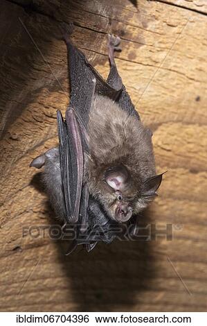 Lesser horseshoe bat (Rhinolophus hipposideros), female with young hanging on mother's belly, extremely endangered species in Central Europe, Thuringia, Germany, Europe View Large Photo Image Stock Photograph - Lesser horseshoe bat (Rhinolophus hipposideros), female with young hanging on mother's belly, extremely endangered species in Central Europe, Thuringia, Germany, Europe. Fotosearch
