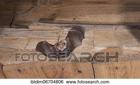 Stock Photograph - Lesser horseshoe bat (Rhinolophus hipposideros), female in flight with young hanging on mother's belly, extremely endangered species in Central Europe, Thuringia, Germany, Europe. Fotosearch