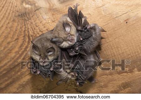 Lesser horseshoe bat (Rhinolophus hipposideros), several females in the weekly roost with young, extremely endangered species in Central Europe, Thuringia, Germany, Europe View Large Photo Image Stock Photography - Lesser horseshoe bat (Rhinolophus hipposideros), several females in the weekly roost with young, extremely endangered species in Central Europe, Thuringia, Germany, Europe. Fotosearch