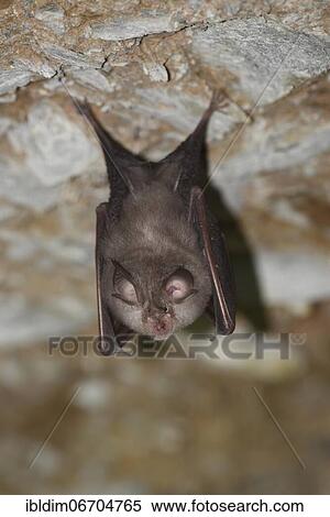 Lesser horseshoe bat (Rhinolophus hipposideros), hanging from the ceiling of the cave during hibernation, Thuringia, Germany, Europe View Large Photo Image Stock Photography - Lesser horseshoe bat (Rhinolophus hipposideros), hanging from the ceiling of the cave during hibernation, Thuringia, Germany, Europe. Fotosearch
