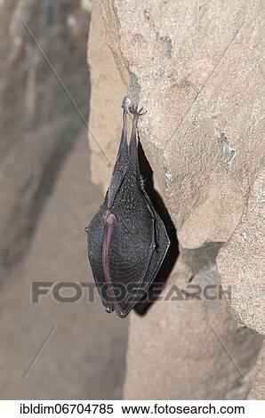 Lesser horseshoe bat (Rhinolophus hipposideros), hanging from the ceiling of the cave during hibernation, Thuringia, Germany, Europe View Large Photo Image Stock Photography - Lesser horseshoe bat (Rhinolophus hipposideros), hanging from the ceiling of the cave during hibernation, Thuringia, Germany, Europe. Fotosearch