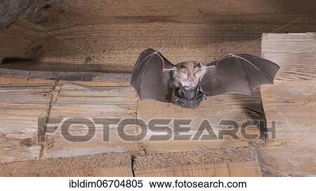 Lesser horseshoe bat (Rhinolophus hipposideros), female in flight with young hanging on mother's belly, extremely endangered species in Central Europe, Thuringia, Germany, Europe View Large Photo Image Stock Photography - Lesser horseshoe bat (Rhinolophus hipposideros), female in flight with young hanging on mother's belly, extremely endangered species in Central Europe, Thuringia, Germany, Europe. Fotosearch