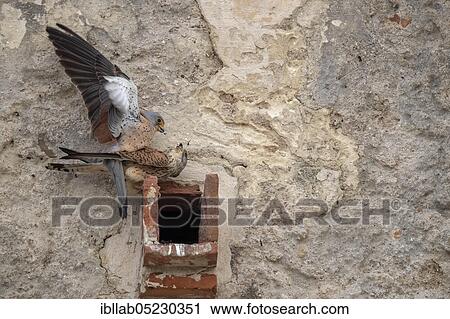 Lesser Kestrel (Falco naumanni), Andalusia, Spain, Europe View Large Photo Image Stock Image - Lesser Kestrel (Falco naumanni), Andalusia, Spain, Europe. Fotosearch