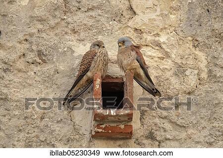 Lesser Kestrel (Falco naumanni), Andalusia, Spain, Europe View Large Photo Image Stock Photo - Lesser Kestrel (Falco naumanni), Andalusia, Spain, Europe. Fotosearch