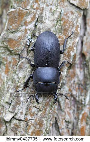 lesser stag beetle (dorcus parallelipipedus), male, nature park Peenetal, Mecklenburg-Western Pomerania, Germany, Europe View Large Photo Image Stock Image - lesser stag beetle (dorcus parallelipipedus), male, nature park Peenetal, Mecklenburg-Western Pomerania, Germany, Europe. Fotosearch