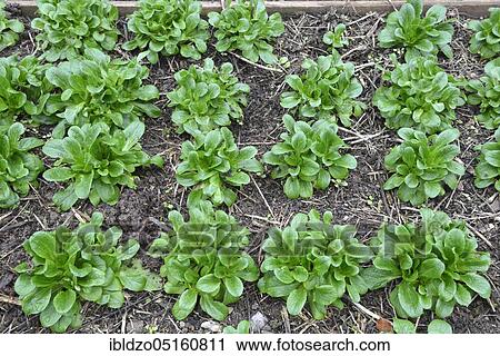 Lettuce, maché, lamb's lettuce (Valerianella locusta), corn salad View Large Photo Image Stock Image - Lettuce, maché, lamb's lettuce (Valerianella locusta), corn salad. Fotosearch