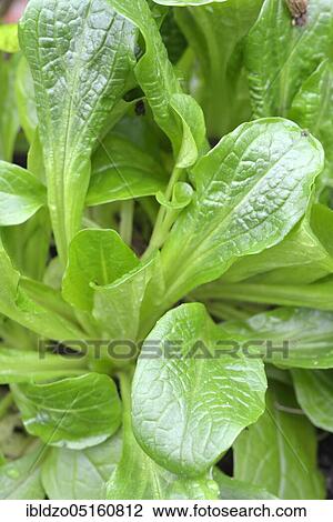 Lettuce, maché, lamb's lettuce (Valerianella locusta), corn salad View Large Photo Image Stock Image - Lettuce, maché, lamb's lettuce (Valerianella locusta), corn salad. Fotosearch