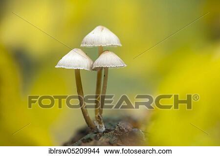 Lilac bonnet (Mycena pura) Lower Saxony, Germany, Europe View Large Photo Image Picture - Lilac bonnet (Mycena pura) Lower Saxony, Germany, Europe. Fotosearch