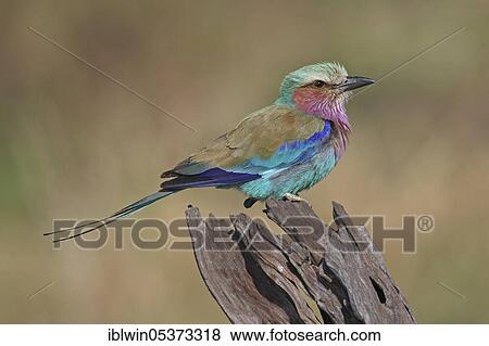 Lilac-breasted Roller (Coracias caudatus) View Large Photo Image Stock Photo - Lilac-breasted Roller (Coracias caudatus). Fotosearch