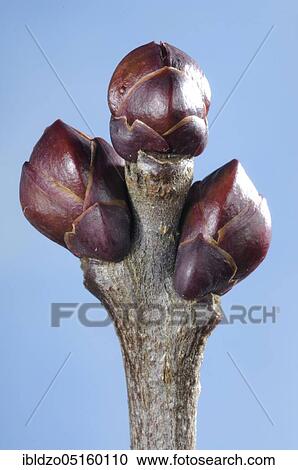 Lilac bud (Syringa-Vulgaris hybrid) View Large Photo Image Stock Image - Lilac bud (Syringa-Vulgaris hybrid). Fotosearch