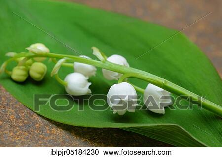 Stock Image - Lily of the valley (Convallaria majalis). Fotosearch