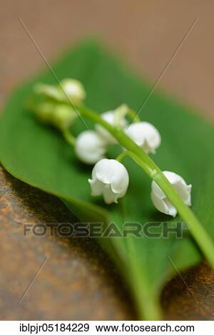 Lily of the valley (Convallaria majalis) View Large Photo Image Stock Photo - Lily of the valley (Convallaria majalis). Fotosearch