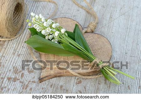 Lily of the valleybouquet (Convallaria majalis) on wooden heart View Large Photo Image Stock Image - Lily of the valleybouquet (Convallaria majalis) on wooden heart. Fotosearch