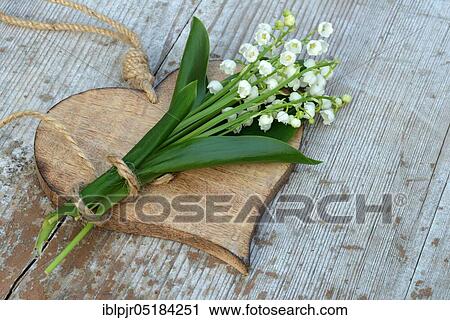 Lily of the valleybouquet (Convallaria majalis) on wooden heart View Large Photo Image Stock Image - Lily of the valleybouquet (Convallaria majalis) on wooden heart. Fotosearch