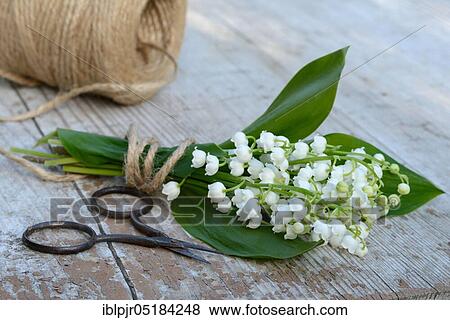Lily of the valleybouquet (Convallaria majalis) with scissors and hemp string roll View Large Photo Image Stock Photo - Lily of the valleybouquet (Convallaria majalis) with scissors and hemp string roll. Fotosearch