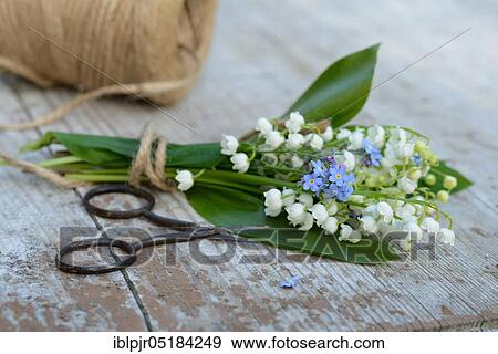 Stock Photo - Lily of the valleybouquet (Convallaria majalis) with forget-me-nots, scissors and hemp string roll. Fotosearch