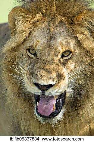 Lion (Panthera leo), male, Maasai Mara, Kenya, Africa View Large Photo Image Picture - Lion (Panthera leo), male, Maasai Mara, Kenya, Africa. Fotosearch