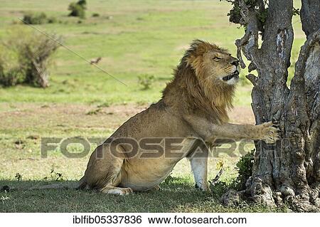 Lion (Panthera leo), male touching a tree, Masai Mara, Kenya, Africa View Large Photo Image Stock Photograph - Lion (Panthera leo), male touching a tree, Masai Mara, Kenya, Africa. Fotosearch