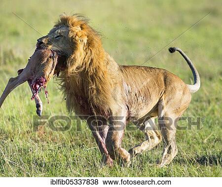 Lion (Panthera leo), male with young topi as prey, Maasai Mara, Kenya, Africa View Large Photo Image Stock Photo - Lion (Panthera leo), male with young topi as prey, Maasai Mara, Kenya, Africa. Fotosearch