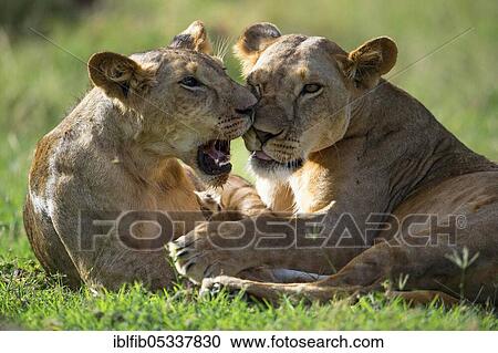 Lion (Panthera leo), playing cubs, Maasai Mara, Kenya, Africa View Large Photo Image Stock Image - Lion (Panthera leo), playing cubs, Maasai Mara, Kenya, Africa. Fotosearch