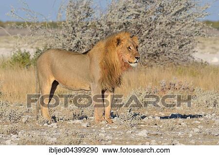Lion (Panthera leo), standing on arid ground, alert, Etosha National Park, Namibia, Africa View Large Photo Image Stock Image - Lion (Panthera leo), standing on arid ground, alert, Etosha National Park, Namibia, Africa. Fotosearch