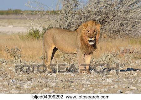 Lion (Panthera leo), standing on arid ground, alert, Etosha National Park, Namibia, Africa View Large Photo Image Stock Image - Lion (Panthera leo), standing on arid ground, alert, Etosha National Park, Namibia, Africa. Fotosearch