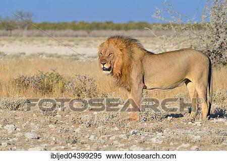 Lion (Panthera leo), standing on arid ground, alert, Etosha National Park, Namibia, Africa View Large Photo Image Stock Photography - Lion (Panthera leo), standing on arid ground, alert, Etosha National Park, Namibia, Africa. Fotosearch