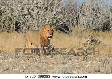 Lion (Panthera leo), walking in dry grass, bushland, Etosha National Park, Namibia, Africa View Large Photo Image Stock Image - Lion (Panthera leo), walking in dry grass, bushland, Etosha National Park, Namibia, Africa. Fotosearch
