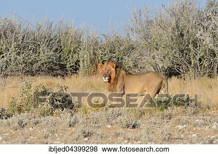 Lion (Panthera leo), walking in dry grass, bushland, Etosha National Park, Namibia, Africa View Large Photo Image Stock Photo - Lion (Panthera leo), walking in dry grass, bushland, Etosha National Park, Namibia, Africa. Fotosearch