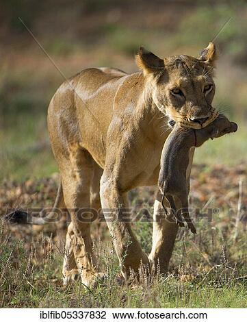 Lion (Panthera leo) with baby warthog as prey, Samburu NP, Kenya, Africa View Large Photo Image Stock Image - Lion (Panthera leo) with baby warthog as prey, Samburu NP, Kenya, Africa. Fotosearch