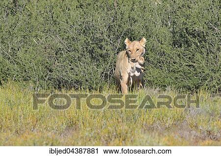 Lioness (Panthera leo), carrying her cub in her mouth, Kgalagadi Transfrontier Park, Northern Cape, South Africa, Africa View Large Photo Image Stock Image - Lioness (Panthera leo), carrying her cub in her mouth, Kgalagadi Transfrontier Park, Northern Cape, South Africa, Africa. Fotosearch