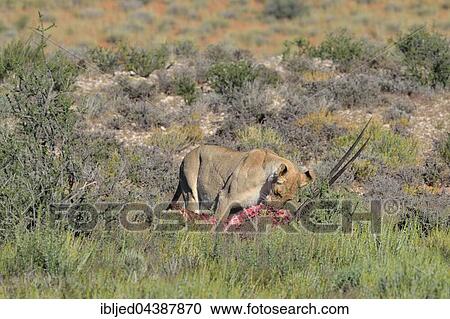 Lioness (Panthera leo) feeding on Gemsbok (Oryx gazella) carcass, Kgalagadi Transfrontier Park, Northern Cape, South Africa, Africa View Large Photo Image Stock Image - Lioness (Panthera leo) feeding on Gemsbok (Oryx gazella) carcass, Kgalagadi Transfrontier Park, Northern Cape, South Africa, Africa. Fotosearch