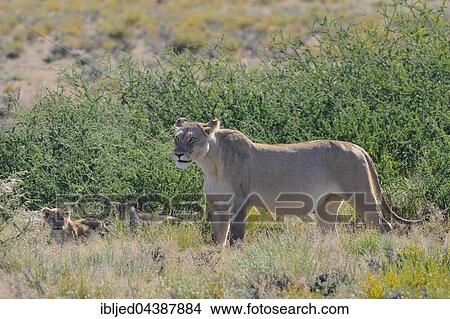 Picture - Lioness (Panthera leo), mother with two cubs, Kgalagadi Transfrontier Park, Northern Cape, South Africa, Africa. Fotosearch