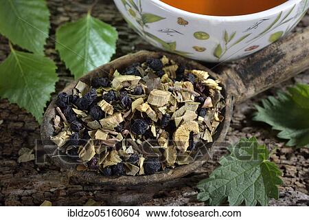 Liquorice (Glycyrrhiza glabra), liquorice, birch leaves, nettle leaves, aniseed fruit (Pimpinella anisum) Blueberry (Betula pendula) (Urtica dioica) (Vaccinium myrtillus) View Large Photo Image Picture - Liquorice (Glycyrrhiza glabra), liquorice, birch leaves, nettle leaves, aniseed fruit (Pimpinella anisum) Blueberry (Betula pendula) (Urtica dioica) (Vaccinium myrtillus). Fotosearch