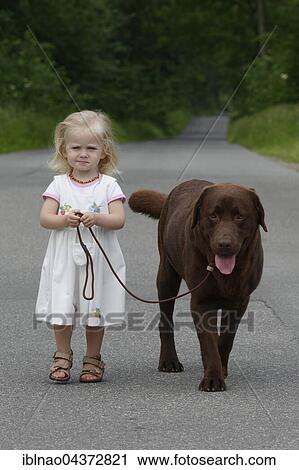 Little girl, two years old, going for a walk with a dog, brown Labrador Retriever, Germany, Europe View Large Photo Image Stock Image - Little girl, two years old, going for a walk with a dog, brown Labrador Retriever, Germany, Europe. Fotosearch
