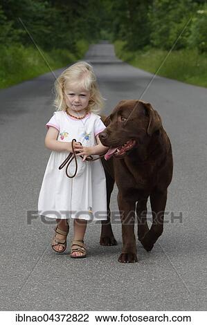 Little girl, two years old, going for a walk with a dog, brown Labrador Retriever, Germany, Europe View Large Photo Image Stock Image - Little girl, two years old, going for a walk with a dog, brown Labrador Retriever, Germany, Europe. Fotosearch