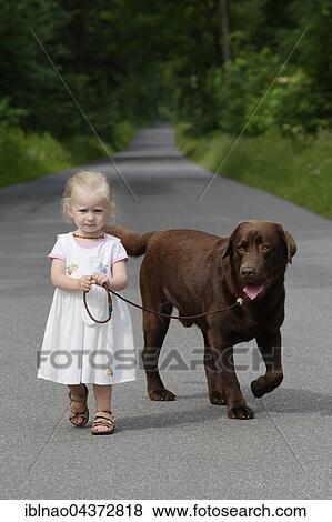 Stock Photo - Little girl, two years old, going for a walk with a dog, brown Labrador Retriever, Germany, Europe. Fotosearch